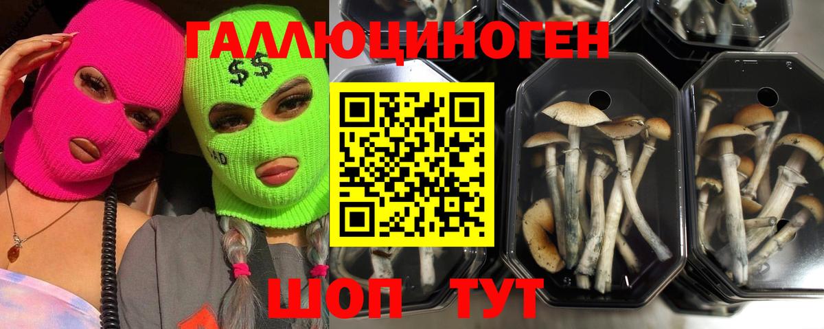Галлюциногенные грибы Psilocybe  Вход с VPN  Тимашёвск 